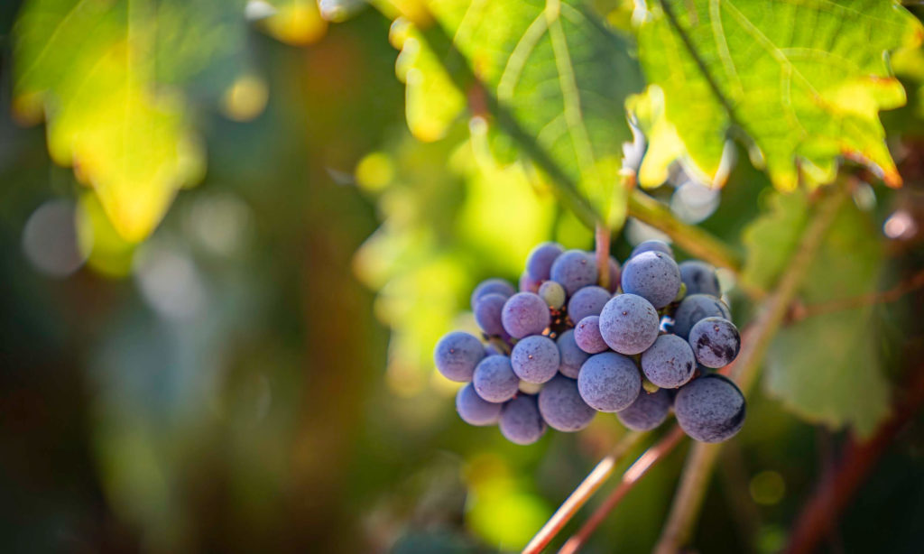 TV Winery Management Winery Management & Development